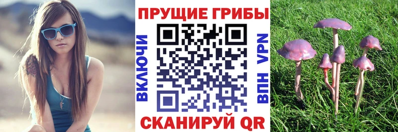 hydra   Малоярославец  Псилоцибиновые грибы Cubensis  как найти закладки 